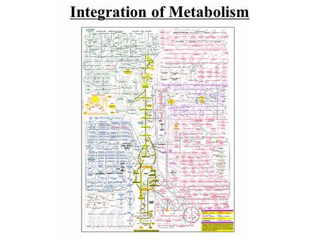 Integration of Metabolism