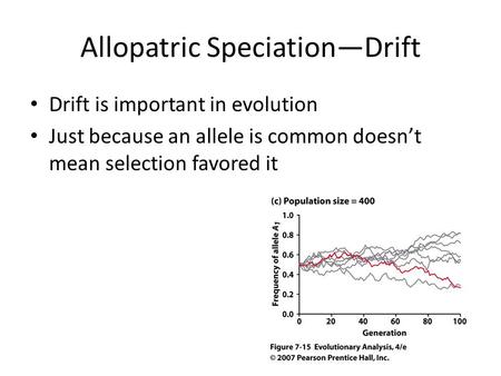 Allopatric Speciation—Drift Drift is important in evolution Just because an allele is common doesn’t mean selection favored it.