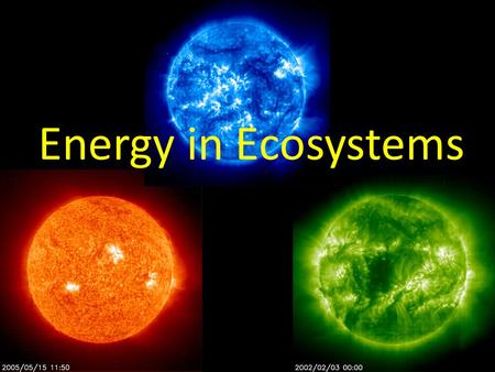 Energy in Ecosystems.