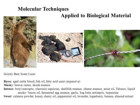 Molecular Techniques Applied to Biological Material Grizzly Bear Scent Lures Bases: aged cattle blood, fish oil, fatty acid scent (expensive) Musky: beaver.