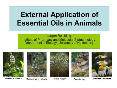 External Application of Essential Oils in Animals Jürgen Reichling Institute of Pharmacy and Molecular Biotechnology, Department of Biology, University.