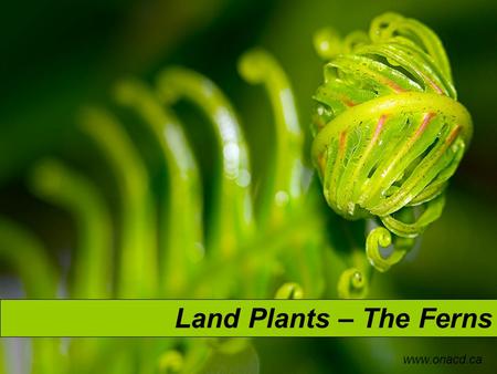 Land Plants – The Ferns www.onacd.ca. Phylum Pteridophyta – The Ferns Characteristics Over 20,000 known species Vascular plants Have true leaves but lack.