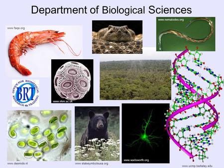 Www.wadsworth.org Department of Biological Sciences www.desmids.nl www.ucmp.berkeley.edu www.statesymbolsusa.org www.faqs.org www.nhm.ac.uk www.nematodes.org.