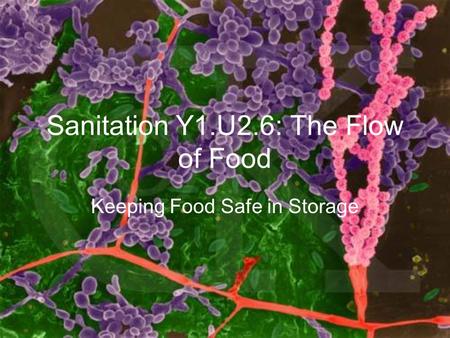 Sanitation Y1.U2.6: The Flow of Food