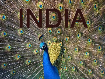 INDIA. The Indian National Flag In the centre of the white band is a wheel in navy blue colour. This centre symbol or the 'CHAKRA', is a Buddhist symbol.