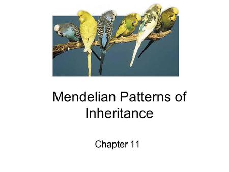 Mendelian Patterns of Inheritance