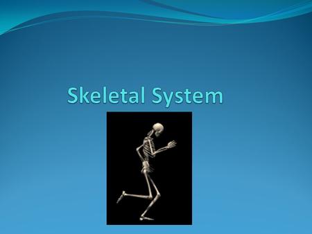 Skeletal System.