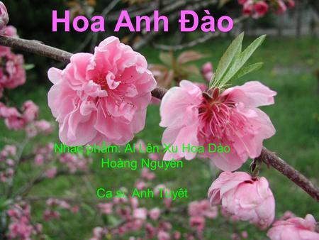 Hoa Anh Đào Nhạc phẩm: Ai Lên Xu Hoa Dào Hoàng Nguyên Ca si: Anh Tuyêt.