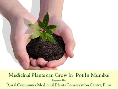 Medicinal Plants can Grow in Pot In Mumbai Presented by Rural Communes Medicinal Plants Conservation Centre, Pune.