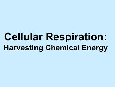 Cellular Respiration: Harvesting Chemical Energy.