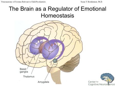 Neuroanatomy of Systems Relevant to Child Psychiatrists Susan Y. Bookheimer, Ph.D. The Brain as a Regulator of Emotional Homeostasis.