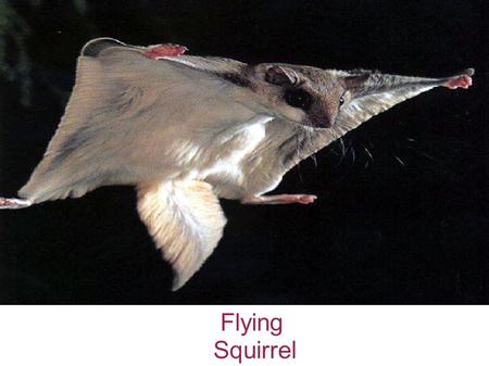 Flying Squirrel. Peanut (Food) Acorn (Food) Bird Egg (Food)