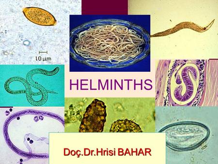 HELMINTHS Doç.Dr.Hrisi BAHAR.