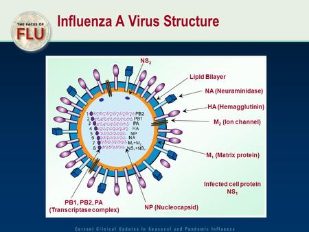 NS 2 Lipid Bilayer NA (Neuraminidase) HA (Hemagglutinin) M 2 (Ion channel) M 1 (Matrix protein) NP (Nucleocapsid) PB1, PB2, PA (Transcriptase complex)