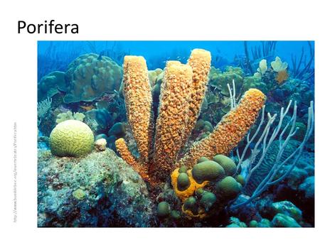 Porifera