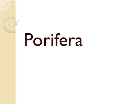 Porifera.