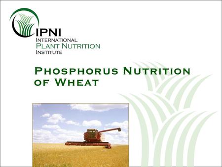 Phosphorus Nutrition of Wheat. Outline: P Nutrition of Wheat 1.What are the nutrient requirements of wheat throughout the season? 2.Why is P needed early.