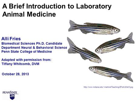 October 28, 2013 A Brief Introduction to Laboratory Animal Medicine Alli Fries Biomedical Sciences Ph.D. Candidate Department Neural & Behavioral Sciences.