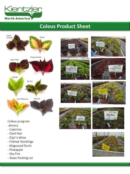 Coleus Product Sheet Coleus program -Amora - Caipirina - Dark Star - Dipt’n Wine - Fishnet Stockings - Kingwood Torch - Pineapple - Sky Fire - Texas Parking.