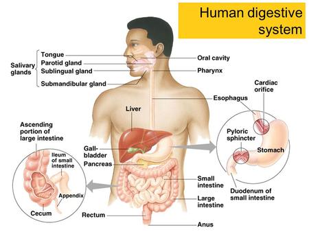 Human digestive system