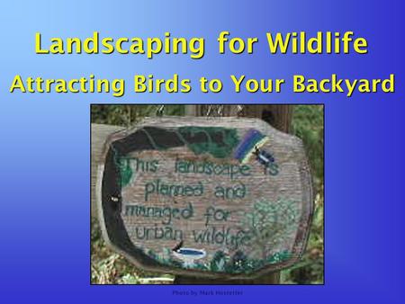 Landscaping for Wildlife Attracting Birds to Your Backyard Photo by Mark Hostetler.