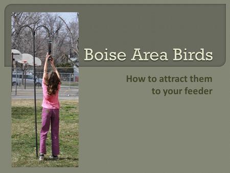 How to attract them to your feeder.  Dark-eyed Junco  House Finch  Northern Flicker  American Goldfinch  Pine Siskin  Mourning Dove  American Robin.