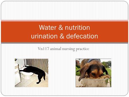 Vn117 animal nursing practice Water & nutrition urination & defecation.