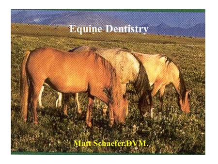 Equine Dentistry Matt Schaefer,DVM. Are we done yet?