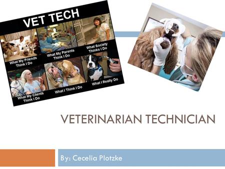 VETERINARIAN TECHNICIAN By: Cecelia Plotzke. Vet Tech Description & Duties  For many individuals, the ability to obtain high quality and modern vet care.