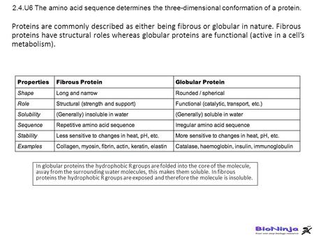 2.4.U6 The amino acid sequence determines the three-dimensional conformation of a protein. Proteins are commonly described as either being fibrous or globular.