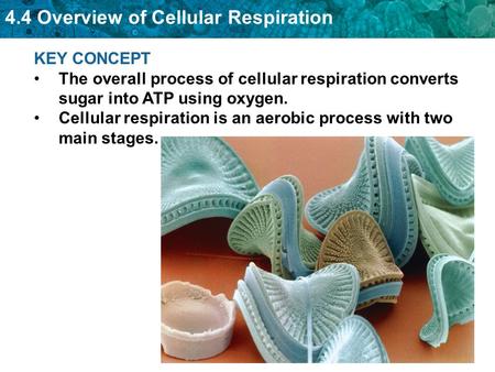 KEY CONCEPT The overall process of cellular respiration converts sugar into ATP using oxygen. Cellular respiration is an aerobic process with two main.