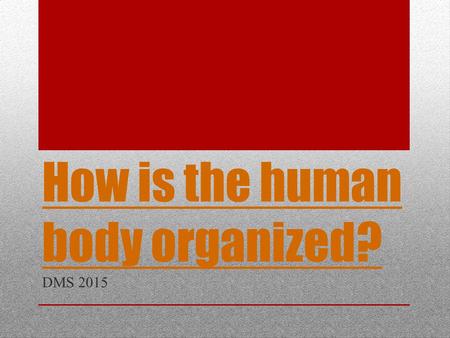 How is the human body organized?