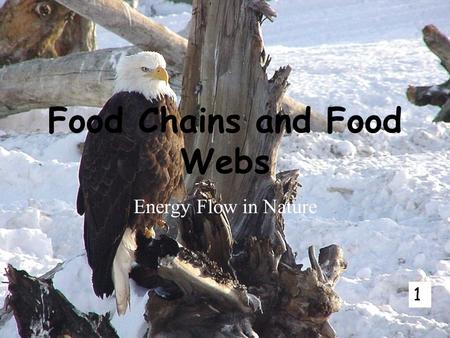 Food Chains and Food Webs