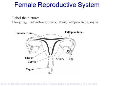 Female Reproductive System