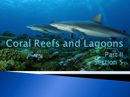 Part II Section 5.  What is a coral? What is a coral?  Healthy corals accumulate CaCO 3 at rate of 3-15 meters in 1000 years.