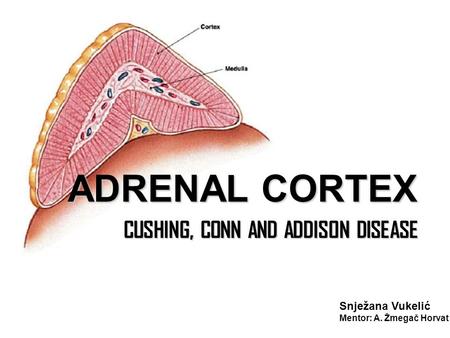 ADRENAL CORTEX CUSHING, CONN AND ADDISON DISEASE CUSHING, CONN AND ADDISON DISEASE Snježana Vukelić Mentor: A. Žmegač Horvat.