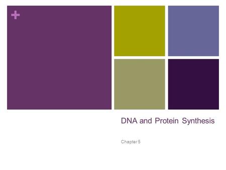 + DNA and Protein Synthesis Chapter 5. + DNA – a molecule that stores your information ■ Amino acid chains make up a protein molecule.