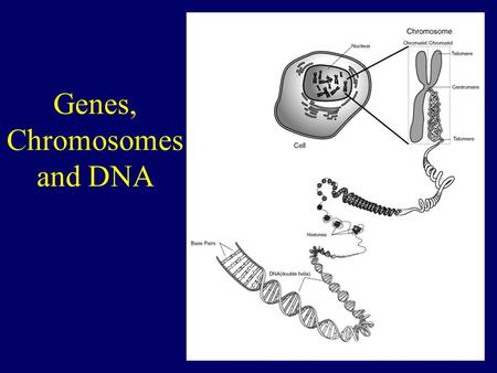 Genes, Chromosomes and DNA