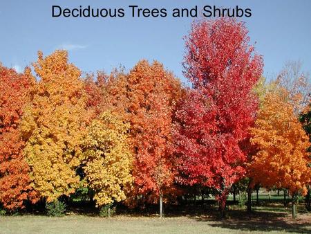 Deciduous Trees and Shrubs. Large trees Maples( Acer) Sugar Maple Silver Maple Red Maple.