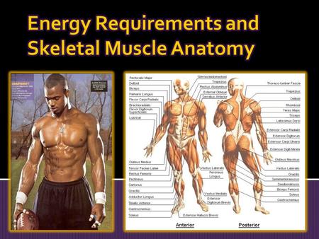  Very important during times of limited oxygen availability  Only occur for a short period of time (2-3 minutes)  Some lactic acid can diffuse.