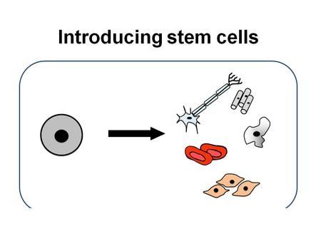 Human Development starts with just 1 cell – the fertilized egg. This cell divides to produce 2 ‘daughter cells’. These daughters divide, and their daughters.