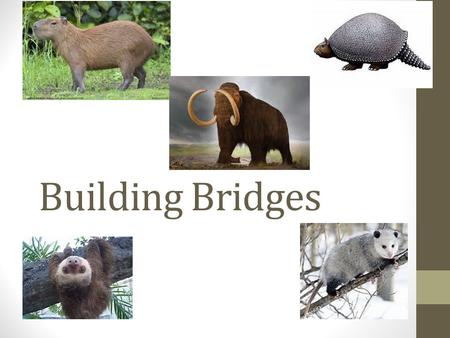 Building Bridges. Learning Target I can use real data to construct links between the processes of plate tectonics and the records of biological evolution.