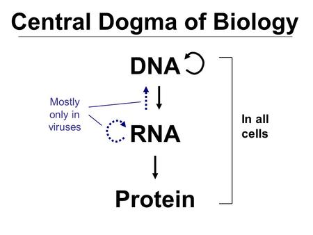 DNA RNA Protein Central Dogma of Biology Mostly only in viruses In all cells.