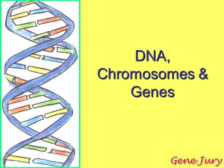 DNA, Chromosomes & Genes. Learning Objectives To understand that cells are the basic building blocks for all living things To be able to relate the structure.