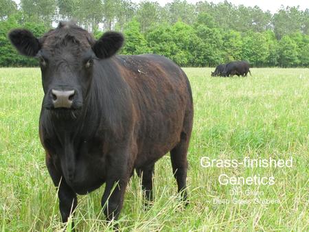 Grass-finished Genetics Dan Glenn Deep Grass Graziers.