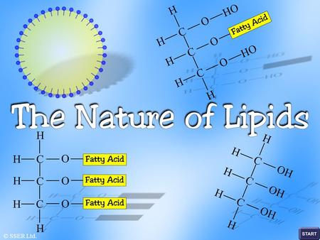 © SSER Ltd.. Lipids are a diverse collection of substances that have a range of different functions in living systems Lipids are compounds that serve.