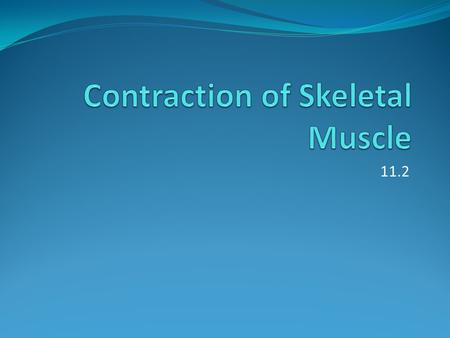 Contraction of Skeletal Muscle