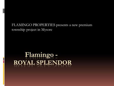 flamingo - Royal splendor