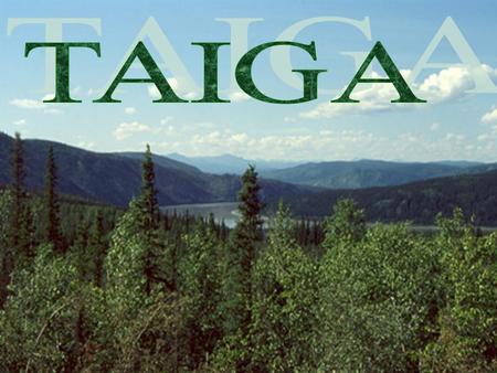 TAIGA.