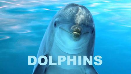 Dolphins.